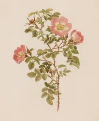 English Rose